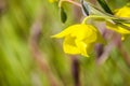 Diogenes ` Lantern Calochortus amabilis blooming in Stebbins Cold Canyon, Napa Valley, California Royalty Free Stock Photo