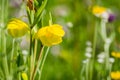 Diogenes ` Lantern Calochortus amabilis blooming in Stebbins Cold Canyon, Napa Valley, California Royalty Free Stock Photo