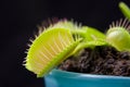 Dionaea Royalty Free Stock Photo