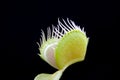 Dionaea Royalty Free Stock Photo