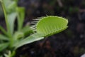 Dionaea Muscipula