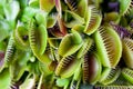 Dionaea muscipula