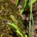 Dionaea muscipula carnivores plant Royalty Free Stock Photo