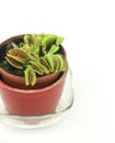 Dionaea Muscipula carnivorous plant on white background