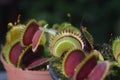 Dionaea Muscipula and Delicious Grasshopper, plant eats an insect