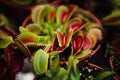 Dionaea Muscipula flowers.Carnivorous Venus flytrap plants in closeup Royalty Free Stock Photo