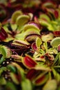 Dionaea Muscipula flowers.Carnivorous Venus flytrap plants in closeup Royalty Free Stock Photo