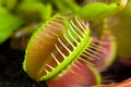 Dionaea muscipula , known as flytrap, in closeup,