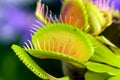 Dionaea muscipula , known as flytrap, in closeup, Royalty Free Stock Photo