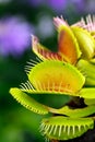 Dionaea muscipula , known as flytrap, in closeup,