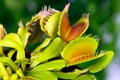 Dionaea muscipula , known as flytrap, in closeup,