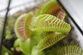 Dionaea muscipula, known as flytrap, in closeup on nature background