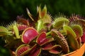 Dionaea Muscipula Typical form Red. Venus Flytrap - Predatory plant, Carnivorous Plant Royalty Free Stock Photo