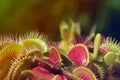 Dionaea Muscipula Typical form Red. Venus Flytrap - Predatory plant, Carnivorous Plant Royalty Free Stock Photo