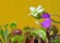 Dionaea Muscipula Typical form. Venus Flytrap flower white, PinguÃÂ­cula flower - Predatory plant, Carnivorous Plant Royalty Free Stock Photo