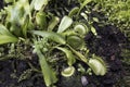 Dionaea Muscipula Typical form. Venus Flytrap