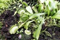 Dionaea Muscipula Typical form.