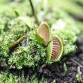 Dionaea Muscipula Typical form. Venus Flytrap