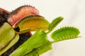Dionaea Muscipula Venus Flytrap is carnivorous plant, carnivorous plant for catching insects Royalty Free Stock Photo