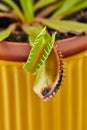 Dionaea Muscipula Venus Flytrap is carnivorous plant, carnivorous plant for catching insects Royalty Free Stock Photo