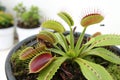 Dionaea Muscipula (Venus Flytrap Royalty Free Stock Photo