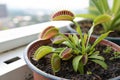 Dionaea Muscipula (Venus Flytrap Royalty Free Stock Photo