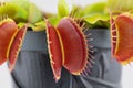 Dionaea Muscipula Venus Flytrap