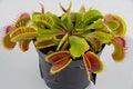 Dionaea Muscipula Venus Flytrap