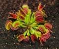 Dionaea Muscipula Venus Flytrap