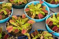 Dionaea in pot, Insectivorous