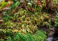 Dionaea, Venus flytrap, predatory plant. intricate details of its unique traps, vibrant colors, and carnivorous allure make it an Royalty Free Stock Photo