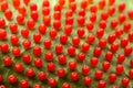 Dione juno caterpillar butterfly eggs on passionfruit leaf - high magnification