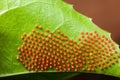 Dione juno caterpillar butterfly eggs on passionfruit leaf - high magnification