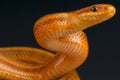 Dione's ratsnake / Elaphe dione