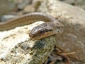 Dione Snake (Elaphe dione)