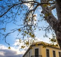 Dionysiou Areopagitou Street, square photo of neoclassical yellow building and oak tree trunk branches and leaves against blue