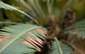 Dioon edule, the chestnut dioon, is a cycad native to Mexico