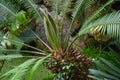 Dioon edule male Mexican Double Palm Fern. Botanical garden Heidelberg, Baden Wuerttemberg, Germany