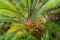 Dioon edule male Mexican Double Palm Fern. Botanical garden Heidelberg, Baden Wuerttemberg, Germany