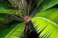 Dioon edule male Mexican Double Palm Fern. Botanical garden Heidelberg, Baden Wuerttemberg, Germany