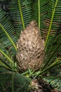 Dioon edule male (Mexican Double Palm Fern).