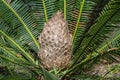 Dioon edule male (Mexican Double Palm Fern).