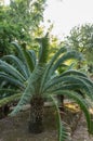 Dioon Spinulosum Native From Mexico Royalty Free Stock Photo