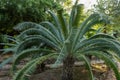 Dioon Spinulosum Native From Mexico Royalty Free Stock Photo