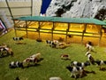 Diorama of cow farm in the countryside where cows are gathering in front of the stable Royalty Free Stock Photo