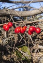 Dioscorea communis berries in chesnut forest