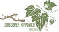Dioscorea nipponica Makino herb silhouette in color image vector illustration