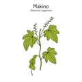 Dioscorea nipponica Makino, medicinal plant