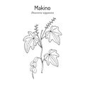 Dioscorea nipponica Makino, medicinal plant