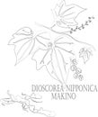 Dioscorea nipponica Makino plant contour vector illustration